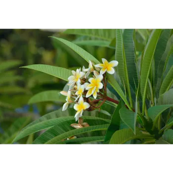 Organic Plumeria Plant